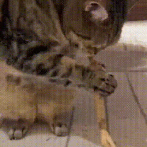 Cat chewing silvervine on floor