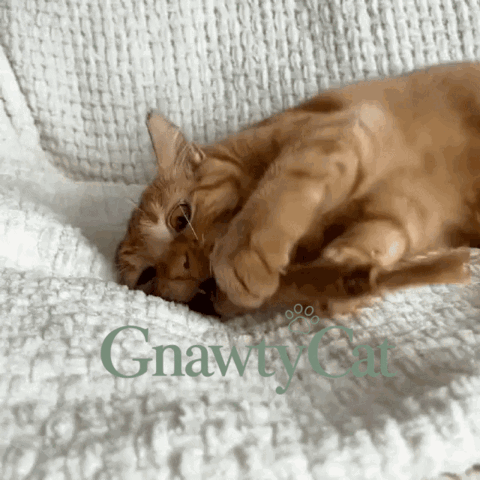 Cat loving GnawtyCat