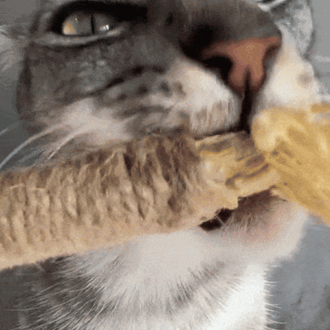 Cat biting silvervine stick close-up