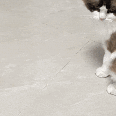 Calm relaxed cat