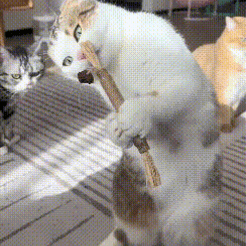 Multiple cats playing with silvervine