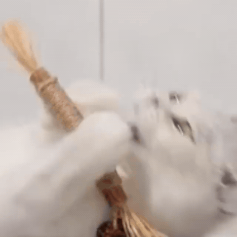 Cat going wild for silvervine