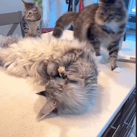 Three cats with one silvervine stick