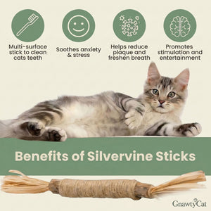 Cat with silvervine