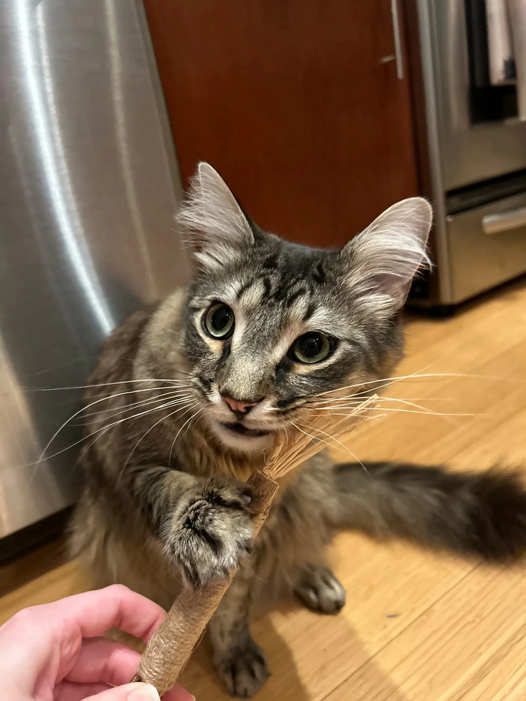 Olivia's cat