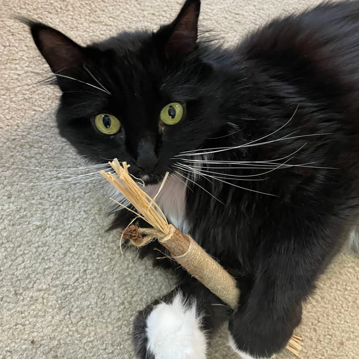Ava's cat