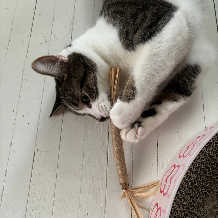 Liam's cat