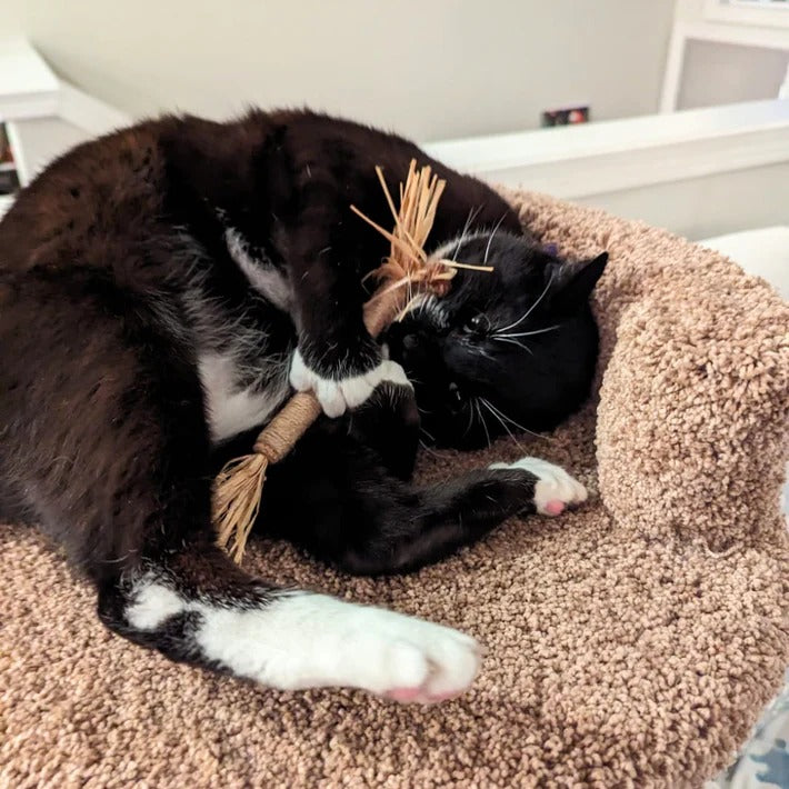 Charlotte's cat