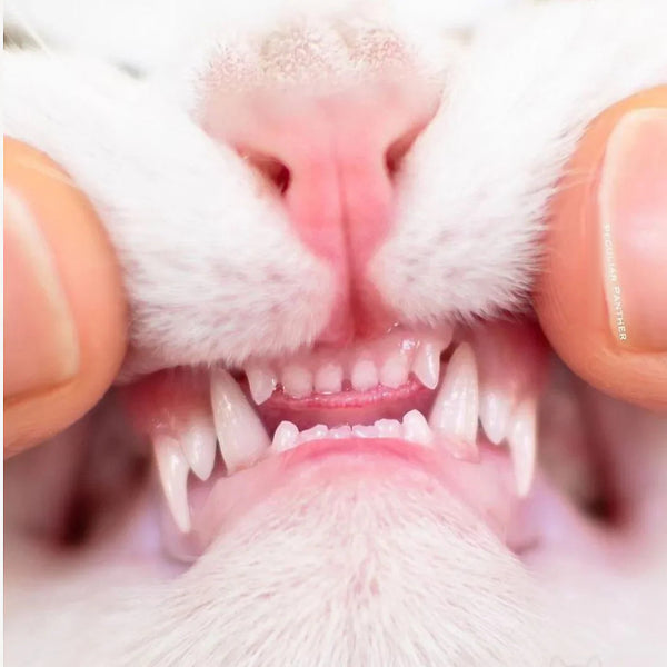 5 Cat Dental Myths That Are Silently Costing Your Cat Their Teeth