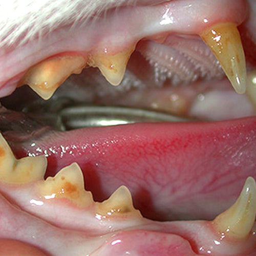 Cat teeth before dental care