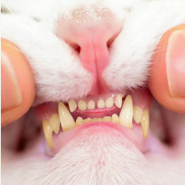 The $1,200 Wake-Up Call: What Cat Dental Disease Is Really Costing You